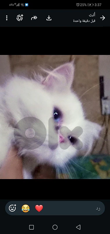 persain cat