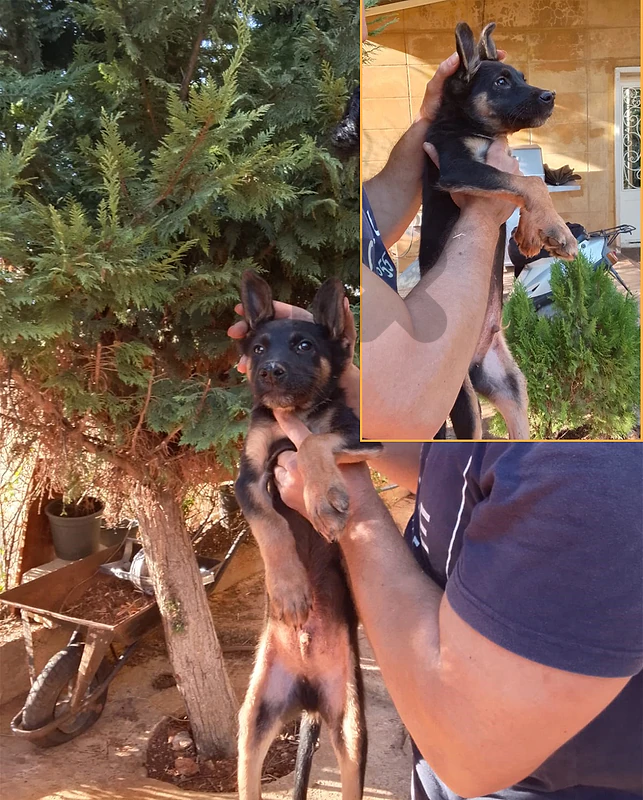 Mix Puppy: German Shepherd + Belgium  Malinois