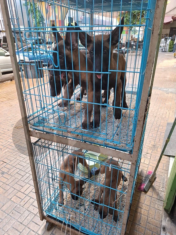 belgian mallinois
