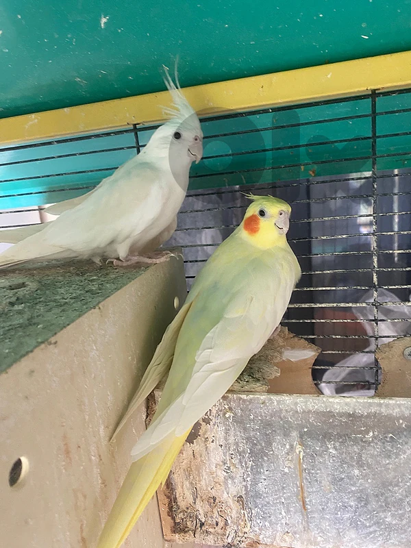 karawan male albino and female lutino