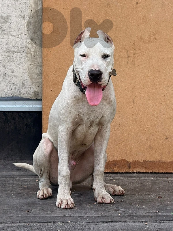 Dogo Argentino