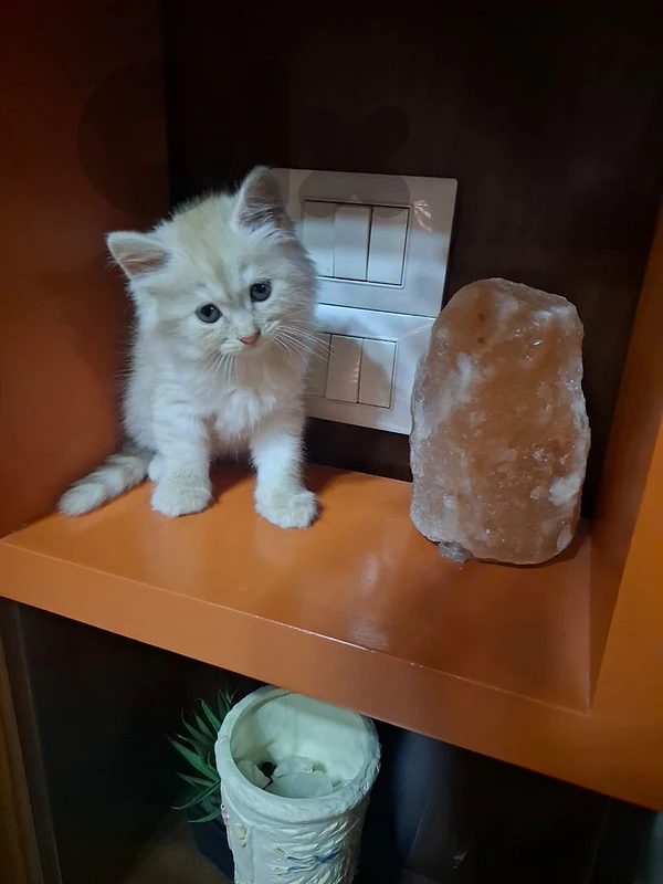 Persian kitten