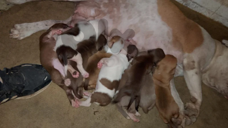 pitbull puppies