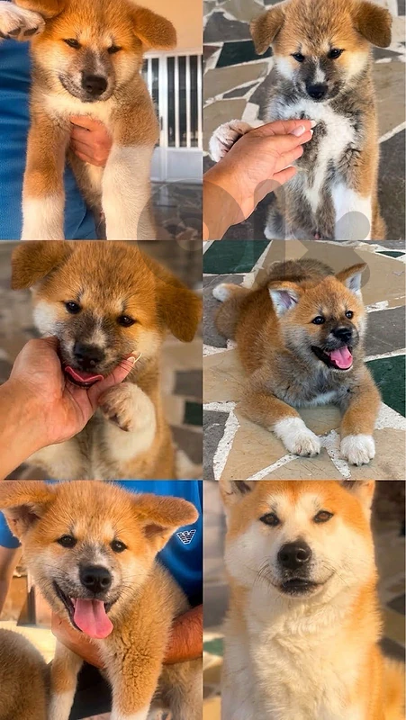 Pure Japanese Akita Puppies