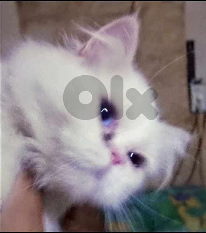 persain cat