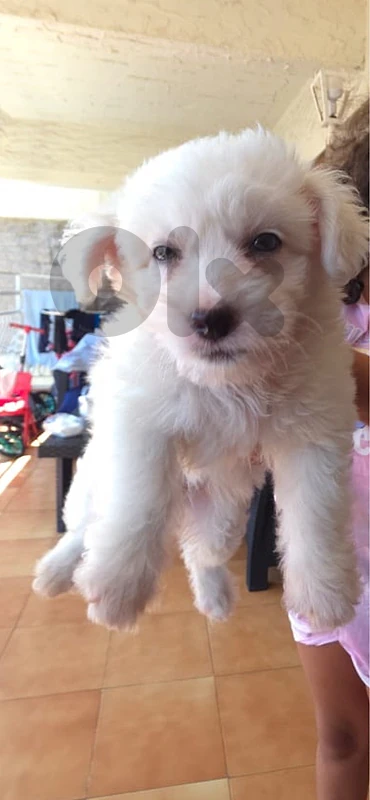 bichon maltese
