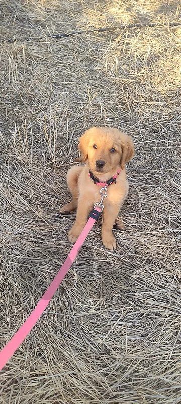 🐶💛 Pure Golden Retriever Female Puppy للبيع 💛🐶