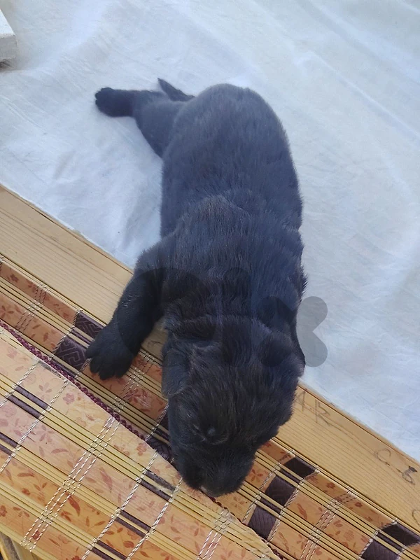 German Shepherd puppies