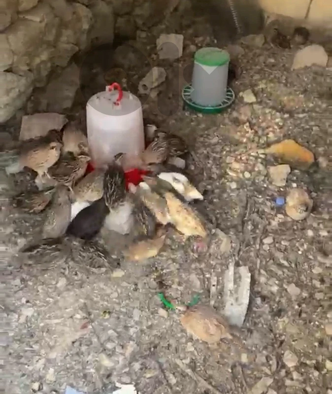 Quails for sale