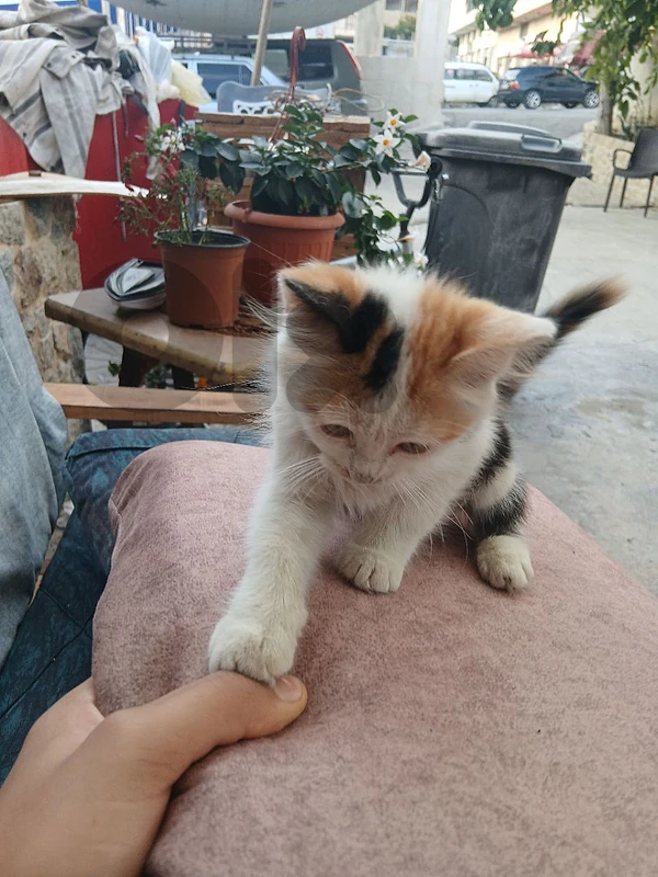 cat wite and black and oringe