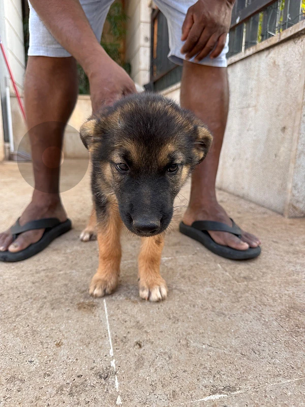 German Shepherd x Swiss Shepherd Puppy