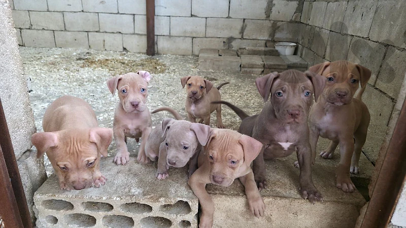 Pitbull high quality