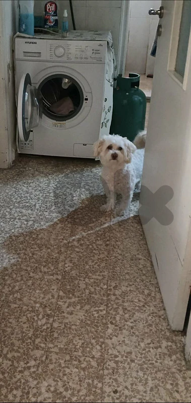 bichon 7 years old