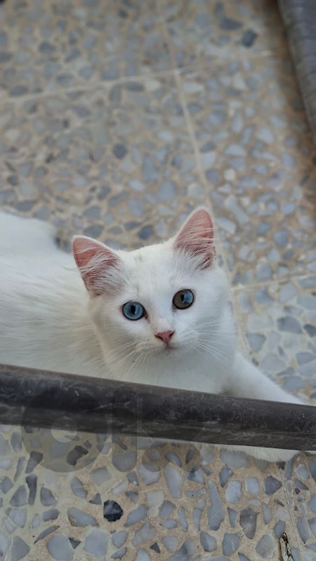 Cat for sale