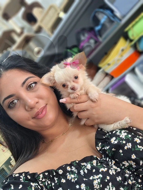 Tiny Chihuahua Puppies/ Available In Store/Delivery/High Quality/Dog