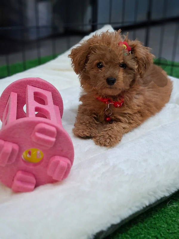 Find Your New Best Friend: Maltipoo Puppies In-Store Now!