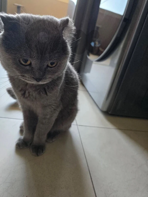 scottish fold