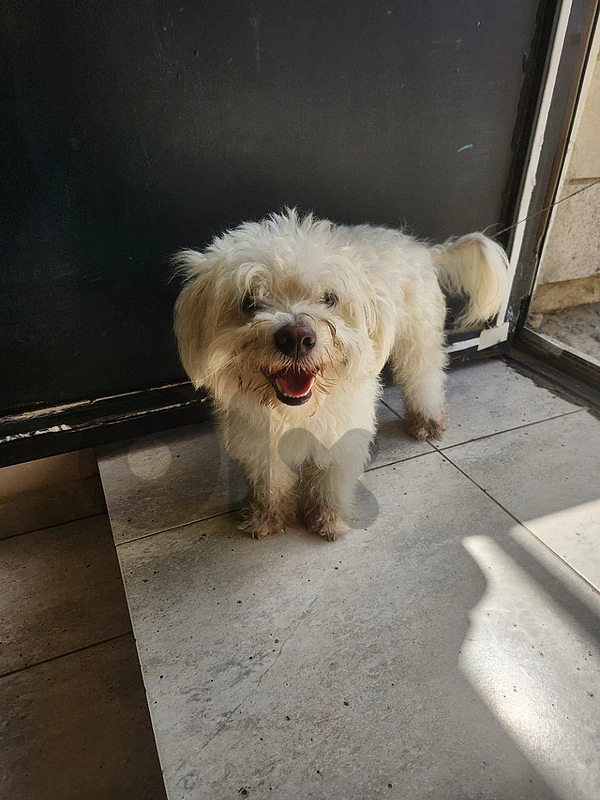 bishon maltese