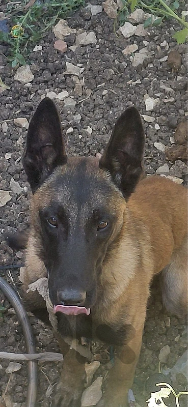 malinoi