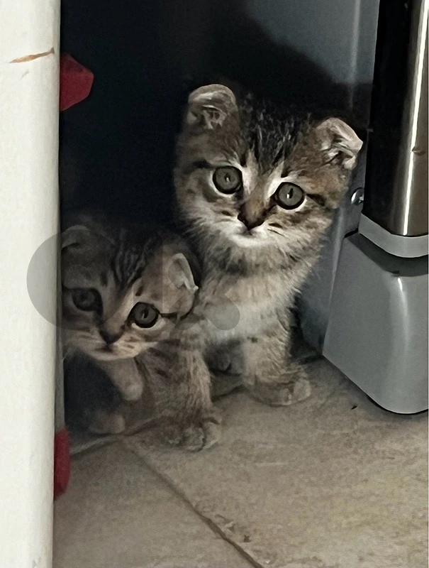 Beautiful Newborn kittens