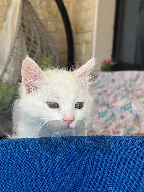 🤍 Beautiful Turkish Angora Female Kitten – 3 Months
