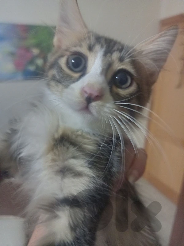 للتبني