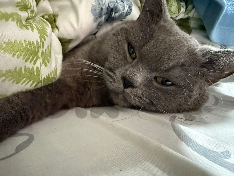 Pure British Shorthair Male for Adoption | قط بريطاني أصيل للتبنّي