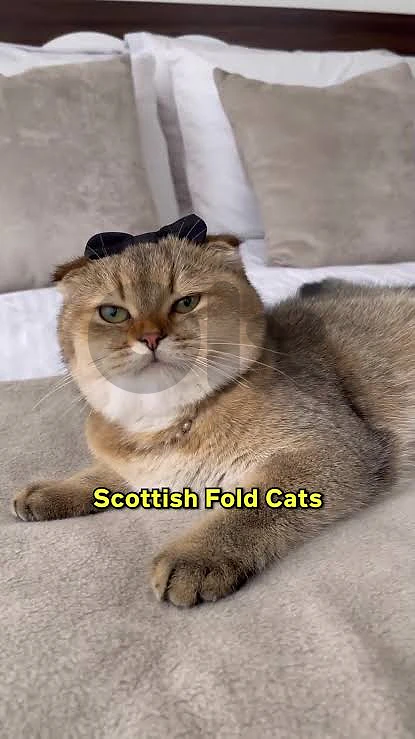scotish cat