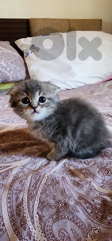 Scottish Fold kitten for sale