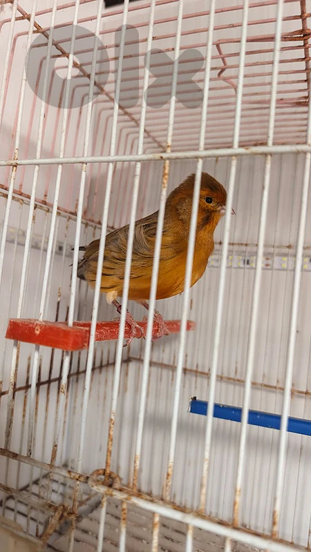 دكر ٢٤