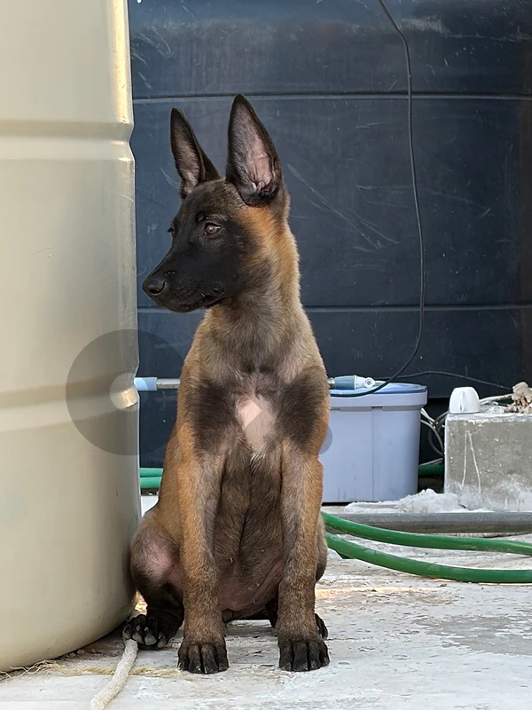 pure malinois for sale