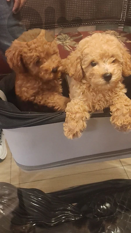3 month male poodles