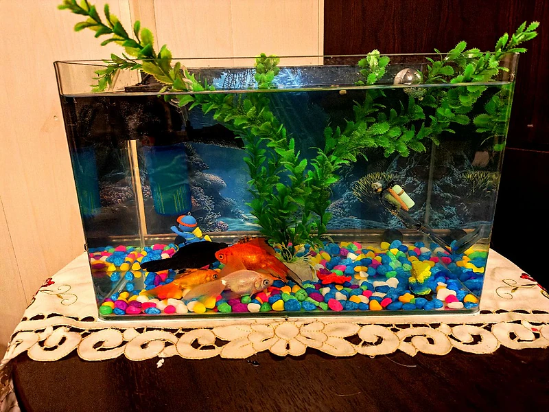 Fish aquarium