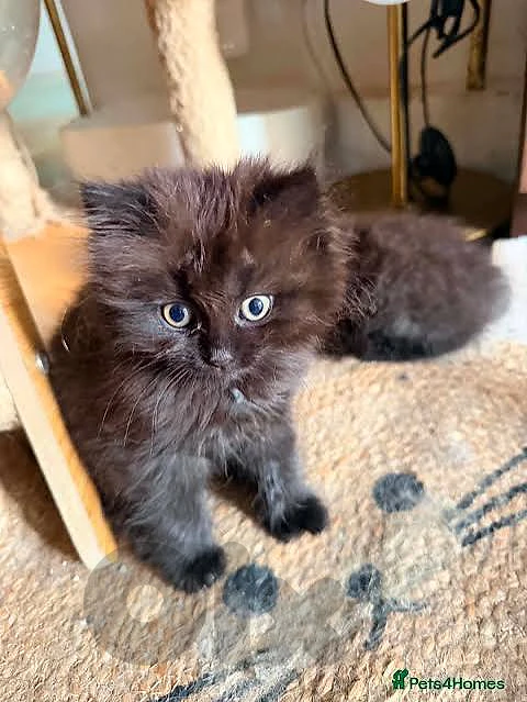 British kitten
