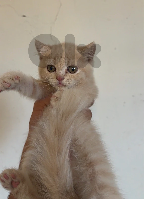 pure British 3omro 60 days Yale behmo y7kine whtsp 81918846