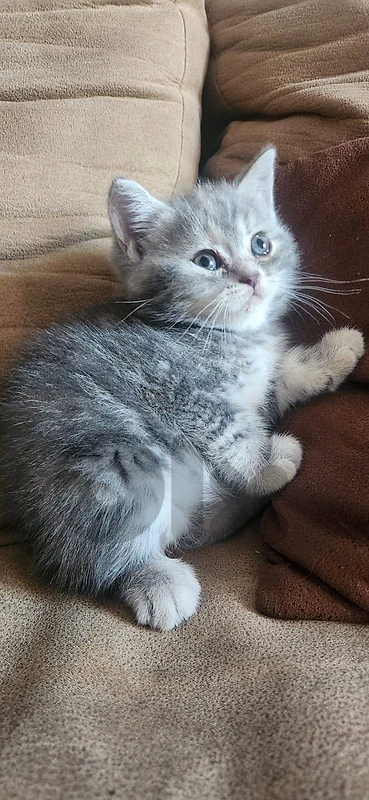 british and Scottish Fold kittens