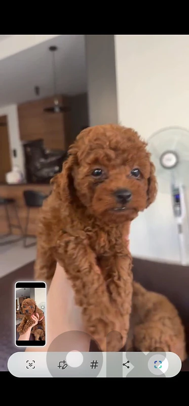 Toy Poodle
