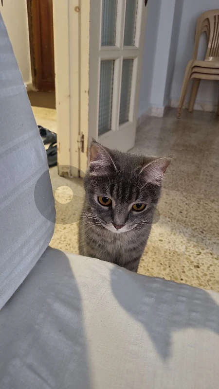 British tiger shorthair