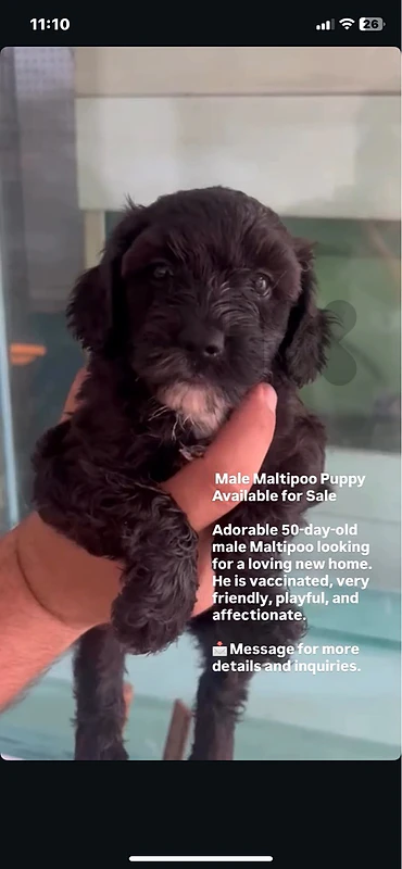puppy for sale