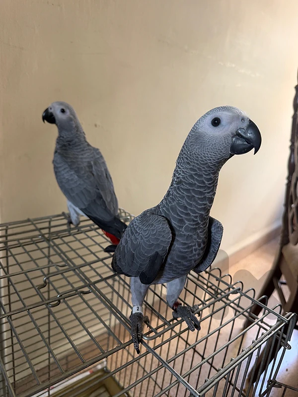 african grey hatched in lebanon house