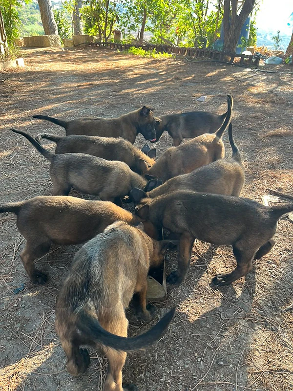 malinois puppies