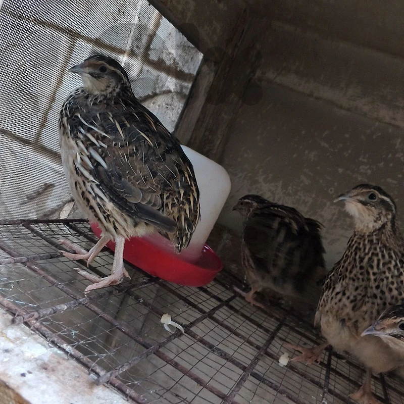 quail