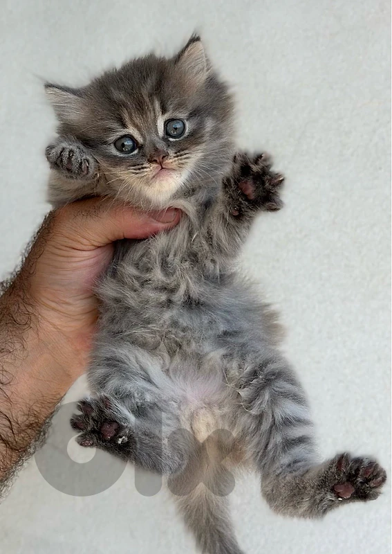 kittens cats