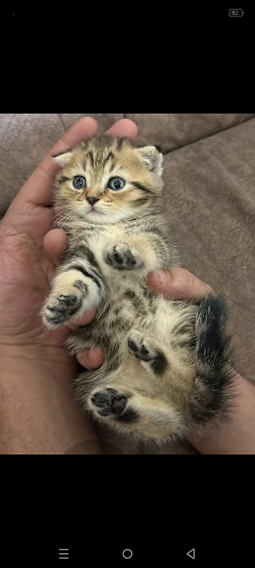 two cats