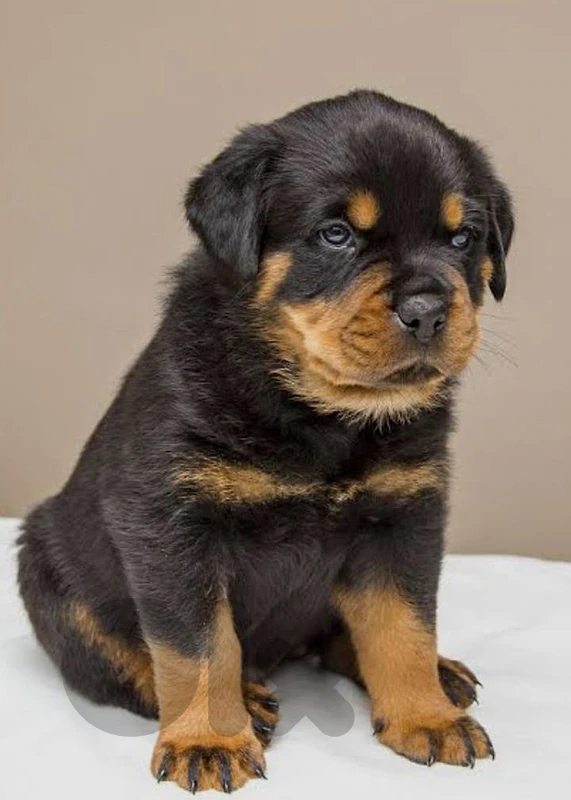 rottweiler king size
