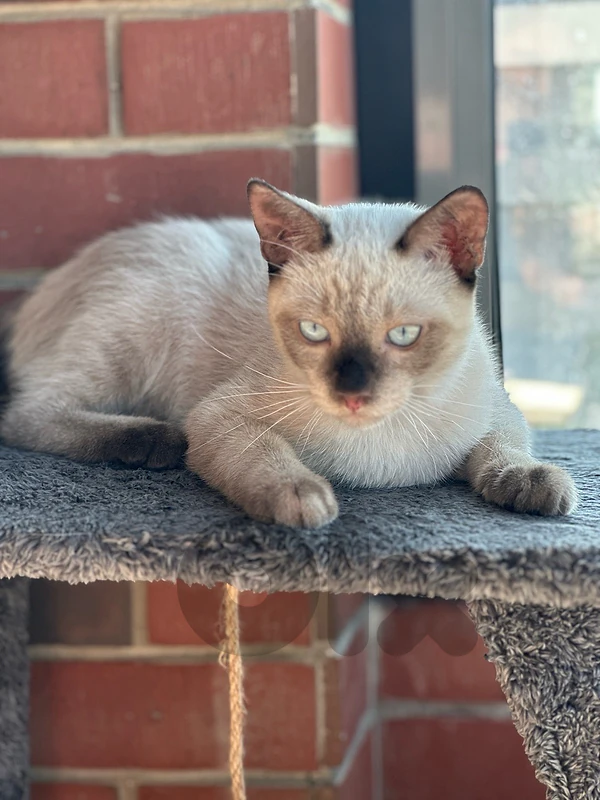 Siamese for sale
