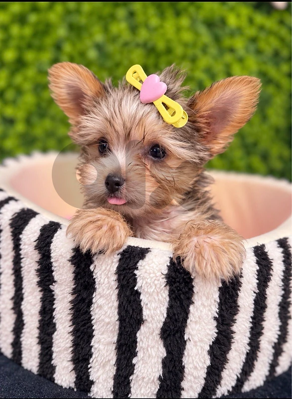💘✨ Rare Teacup Blue Yorkshire Terrier puppy yorki in store & delivery