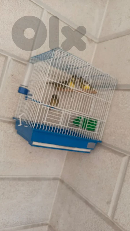 canary