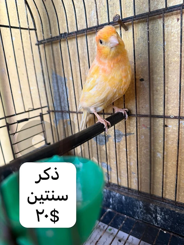 Canary