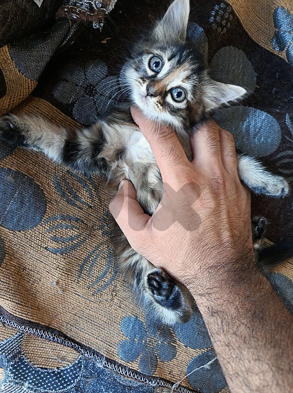 koki cat